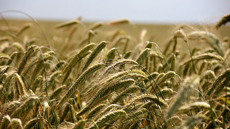 Monsanto compraría tierras ucranianas para sembrar transgénicos prohibidos en la UE