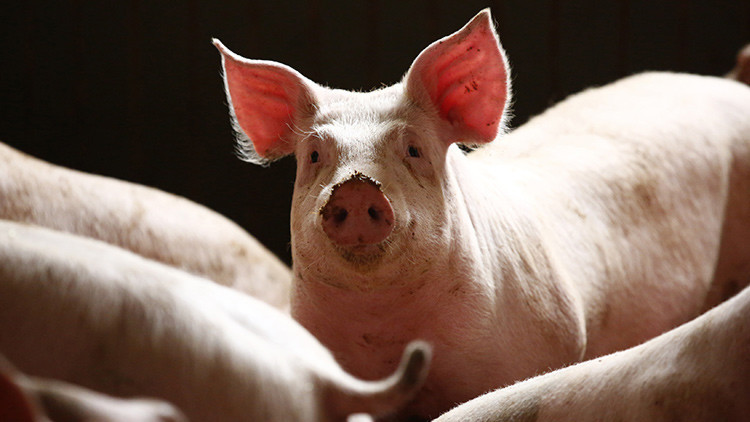 Los agricultores franceses sueltan a los cerdos en un supermercado en calidad de protesta