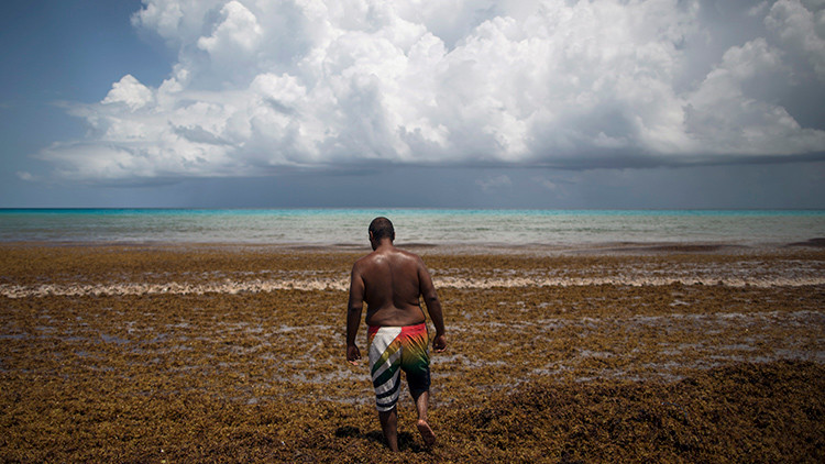  Invasión de algas en las playas paradisíacas del Caribe