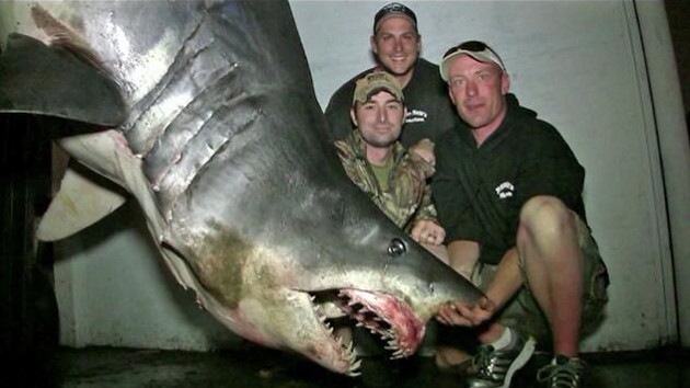 Capturan un tiburón 'monstruo' que podría ser el más grande del mundo