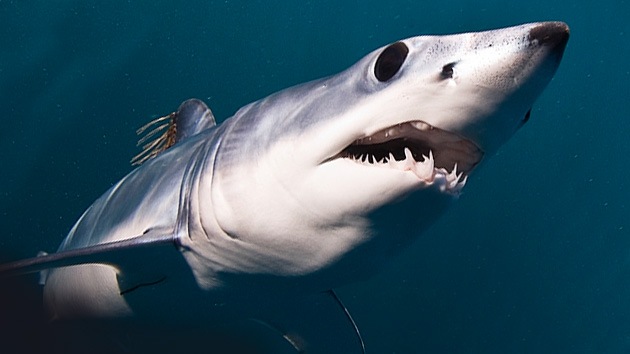 Un buzo retrata cara a cara al tiburón más aterrador del océano