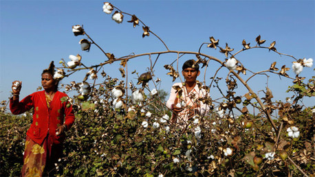 India: Monsanto no reconoce que su algodón modificado pudo causar suicidios de miles de granjeros