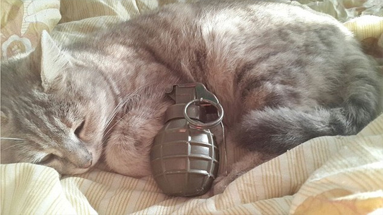 El Estado Islámico difunde imágenes de gatitos con bombas para reclutar yihadistas