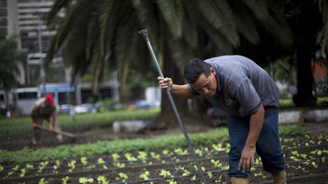 Agricultores urbanos trabajan en el huerto organopónico "Bolívar 1" en Caracas 24 de febrero de 2011. 