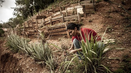 Al oeste de Caracas una familia produce alimentos que surten a más de 200 familias.