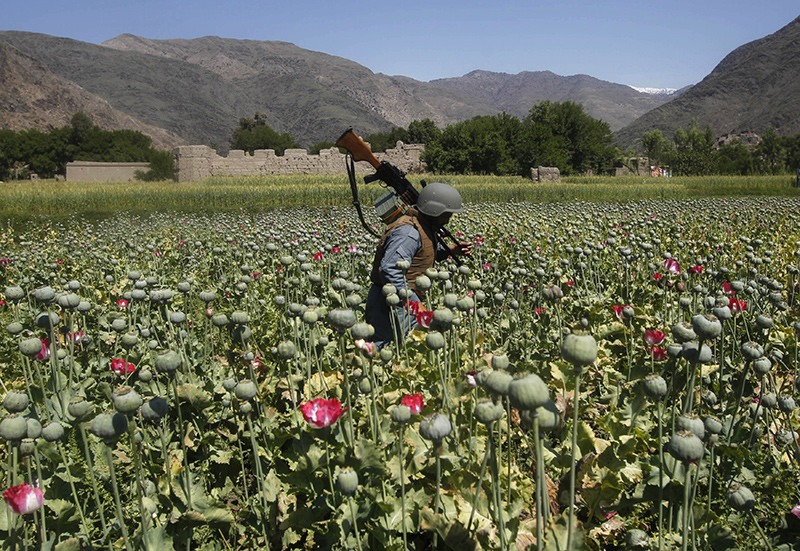 Policías afganos destruyen cultivos de amapola, que se utiliza en la producción de drogas