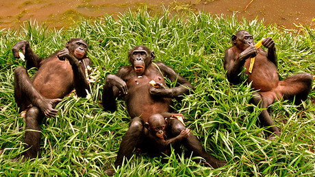 Cuatro bonobos en los alrededores de Kinsasa, la capital de la República Democrática del Congo