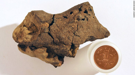 Un hallazgo que 'no entra en la cabeza': Encuentran el primer cerebro de dinosaurio fosilizado
