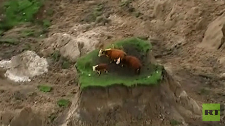 VIDEO: La increíble salvación de tres vacas tras un fuerte terremoto en Nueva Zelanda