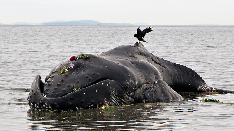 Ola de inexplicables muertes de ballenas jorobadas en la costa atlántica (Video, fotos)