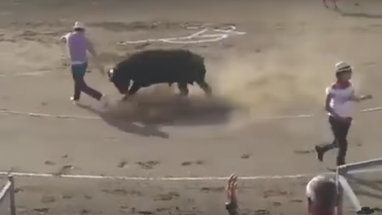 Un toro ataca a dos animalistas que saltaron a un ruedo para defenderlo (VIDEOS)