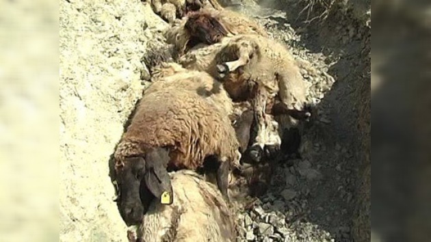 Más de 50 ovejas se suicidan en Turquía siguiendo a un 